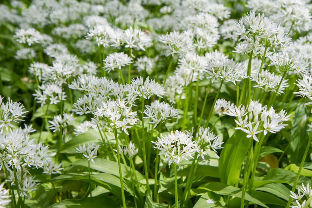 allium ursinum