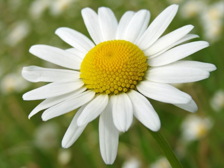 Common Daisy (Bellis perennis)