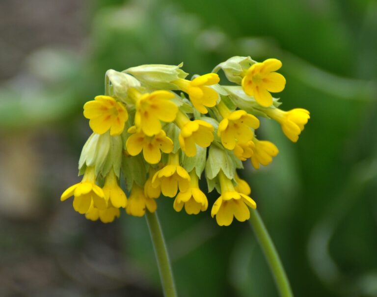 Cowslip (Primula veris)