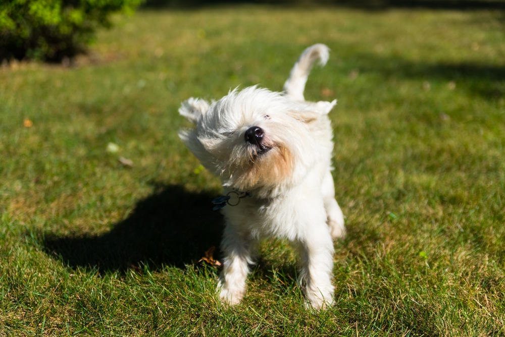 small white dog in backyard