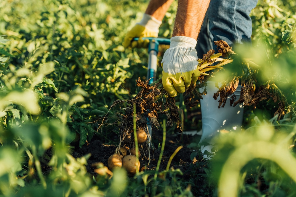 farmer digging out tubers