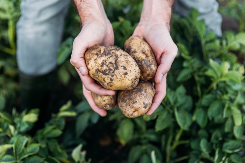 when to harvest potatoes uk